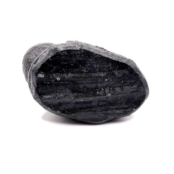 Wolf Original Young Seal Handcrafted Sculpture Figure Canada Signed Stone/Resin - Picture 8 of 10